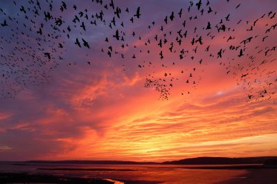 Migrating without Moving